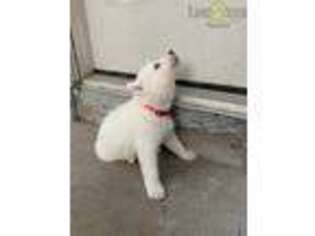Siberian Husky Puppy for sale in Whitesboro, NY, USA