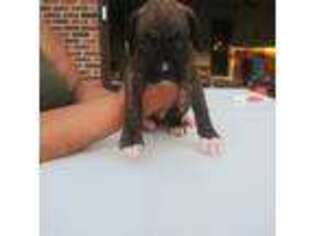 Boxer Puppy for sale in Rockford, IL, USA