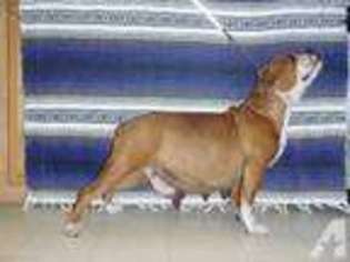 Bulldog Puppy for sale in MALTA, MT, USA