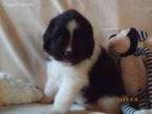 Newfoundland Puppy for sale in Smyrna, NY, USA