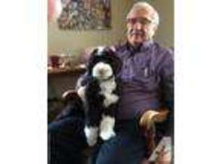 Labradoodle Puppy for sale in BUCHANAN, MI, USA