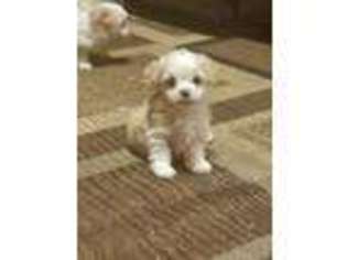 Mal-Shi Puppy for sale in Brainerd, MN, USA