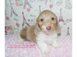 Dachshund Puppy for sale in Youngstown, OH, USA