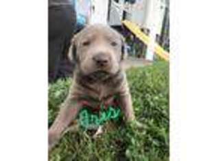 Labrador Retriever Puppy for sale in Knoxville, TN, USA