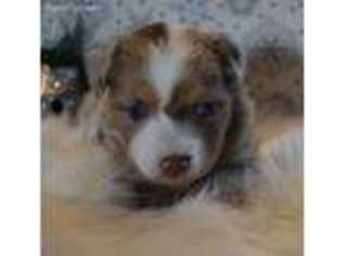 Miniature Australian Shepherd Puppy for sale in El Paso, TX, USA