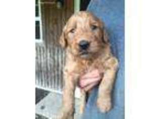 Goldendoodle Puppy for sale in Blanchester, OH, USA