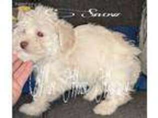 Havanese Puppy for sale in Mebane, NC, USA