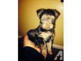 Yorkshire Terrier Puppy for sale in RIALTO, CA, USA