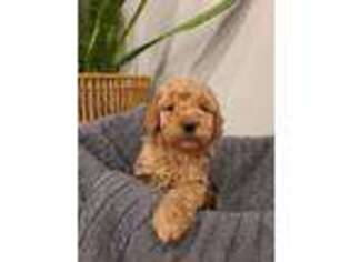 Goldendoodle Puppy for sale in Jonestown, PA, USA