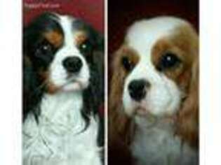 Cavalier King Charles Spaniel Puppy for sale in Holden, MO, USA