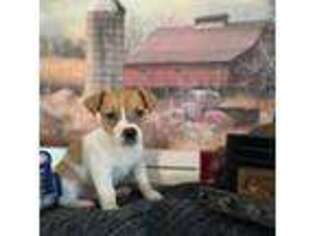 Jack Russell Terrier Puppy for sale in Chino, CA, USA