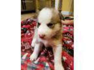 Siberian Husky Puppy for sale in Henderson, KY, USA