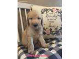 Goldendoodle Puppy for sale in Stoutland, MO, USA
