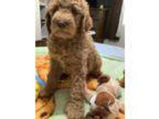 Goldendoodle Puppy for sale in Pahrump, NV, USA