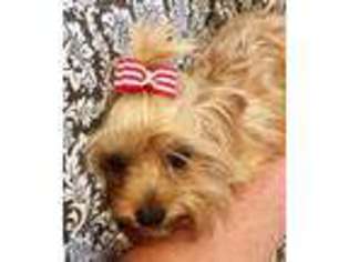 Yorkshire Terrier Puppy for sale in Grifton, NC, USA