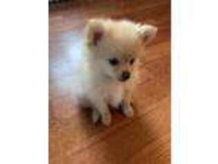 Pomeranian Puppy for sale in Goodman, MO, USA
