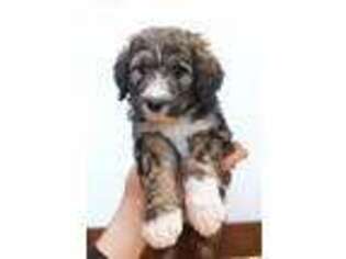 Mutt Puppy for sale in Vesper, WI, USA