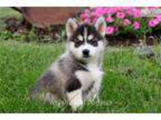 Siberian Husky Puppy for sale in Reading, PA, USA