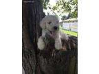 Goldendoodle Puppy for sale in Kingston, TN, USA