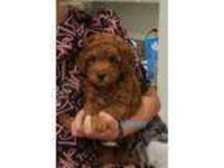 Goldendoodle Puppy for sale in Barto, PA, USA