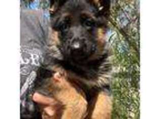 German Shepherd Dog Puppy for sale in Yucaipa, CA, USA