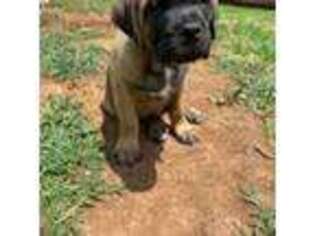 Cane Corso Puppy for sale in Louisville, KY, USA