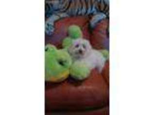 Coton de Tulear Puppy for sale in Port Saint Lucie, FL, USA