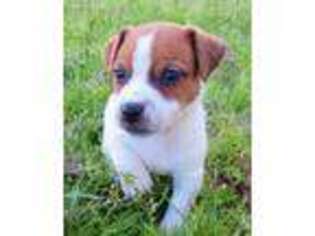 Jack Russell Terrier Puppy for sale in Baxley, GA, USA