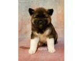Akita Puppy for sale in Versailles, MO, USA