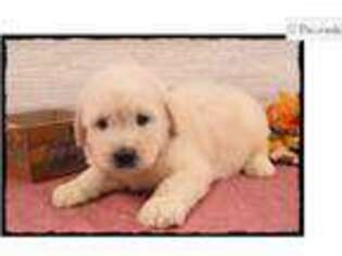 Goldendoodle Puppy for sale in Saint Louis, MO, USA