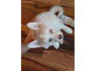 Mutt Puppy for sale in Concord, VA, USA