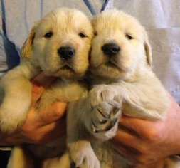 Golden Retriever Puppy for sale in Arvada, CO, USA