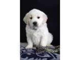 Golden Retriever Puppy for sale in Myerstown, PA, USA