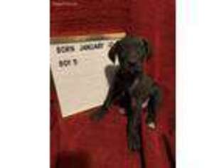 Great Dane Puppy for sale in Orma, WV, USA