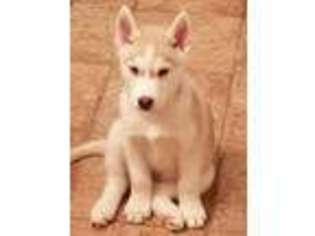 Siberian Husky Puppy for sale in Anchorage, AK, USA