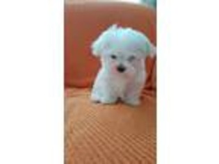 Maltese Puppy for sale in Key West, FL, USA