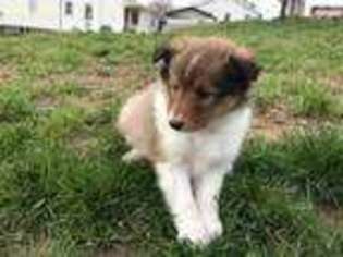 Shetland Sheepdog Puppy for sale in East Sparta, OH, USA