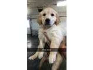 Golden Retriever Puppy for sale in Marshfield, MO, USA