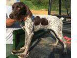 German Shorthaired Pointer Puppy for sale in Burnsville, NC, USA