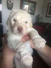 Labradoodle Puppy for sale in Baltimore, MD, USA