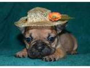 French Bulldog Puppy for sale in Greenwood, MO, USA