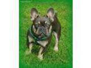 French Bulldog Puppy for sale in Fairfield, ME, USA