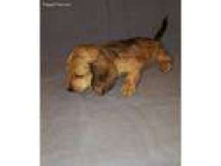 Dachshund Puppy for sale in Haysville, KS, USA