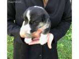 Pembroke Welsh Corgi Puppy for sale in Middlefield, OH, USA