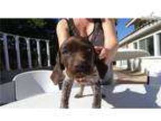 German Shorthaired Pointer Puppy for sale in Las Vegas, NV, USA