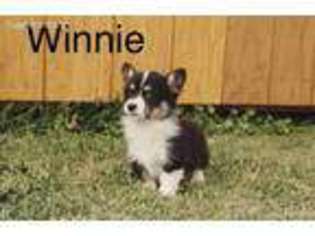 Pembroke Welsh Corgi Puppy for sale in Burley, ID, USA