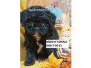 Mutt Puppy for sale in Twin Valley, MN, USA
