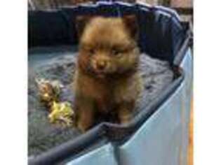 Pomeranian Puppy for sale in South Plainfield, NJ, USA