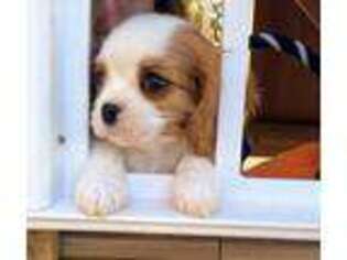 Cavalier King Charles Spaniel Puppy for sale in Midlothian, VA, USA