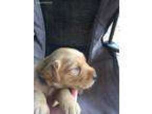 Golden Retriever Puppy for sale in Alba, TX, USA